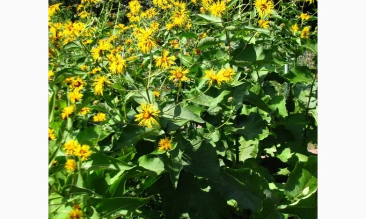 Куплю корінь девясилу - фото № 2