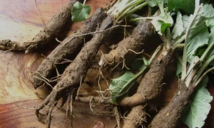 Куплю корінь лопуха - фото № 1