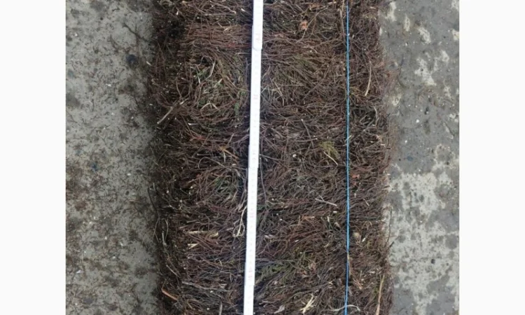 Куплю Верес (гілки) - фото № 1