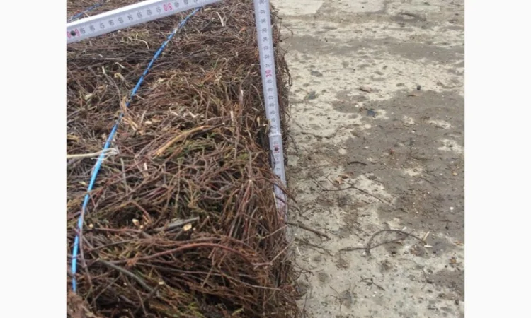 Куплю гілки вереса оптом - фото № 2