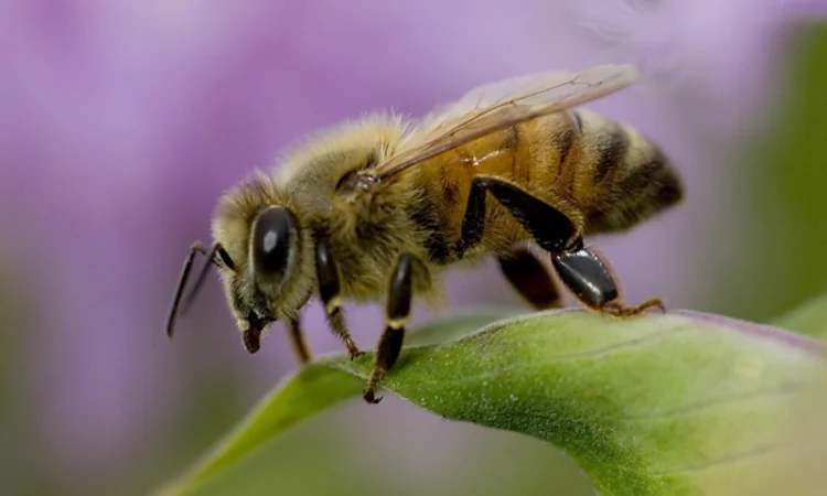 Соберу под заказ лекарственые травы - фото № 1
