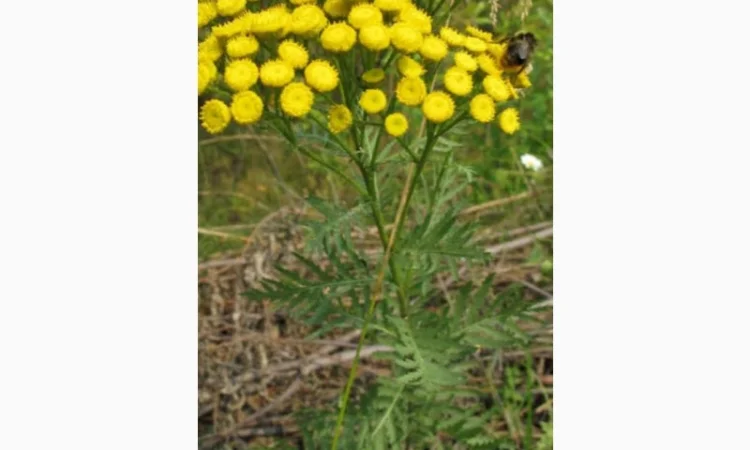 Закупаем по украине лекарственое сырье, травы, корни, соцветия - фото № 1