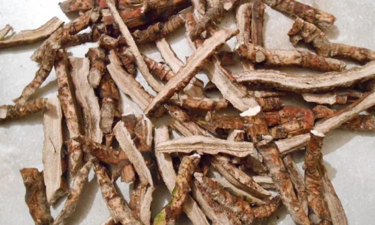 Закупаем корни одуванчика, лопуха, Аира и калгана в сухом виде - фото № 1