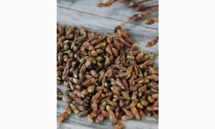 Закупаем сухую почку березы и сосны.Купим лекарственые травы и корни - фото № 1