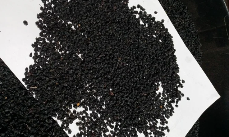 Закупаем сухую ягоду бузины, красную рябину, шиповник.хорошая цена, наличными, самовывоз - фото № 1