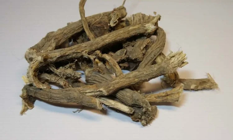 Закупаем корень, кульбабы ЛОПУХА, Калган, аира, Алтея от населения - фото № 1