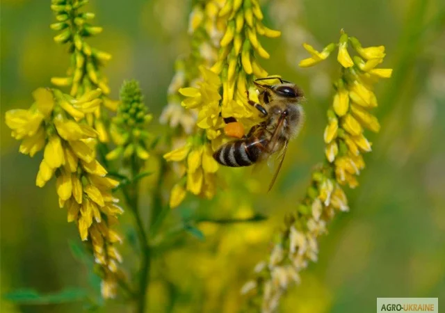 Продам эхинацею, мелиссу, котовник, календула - фото № 4