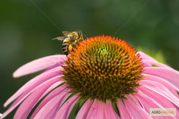 Продам эхинацею, мелиссу, котовник, календула - фото № 6