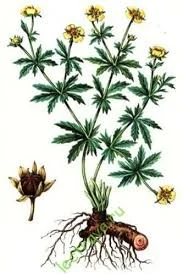 Калган сирой сбір 2024 р 200грн 1 кг - фото № 1