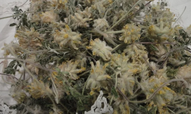 Астрагал пушистоквітковий 50 грамм 30 грн - фото № 1