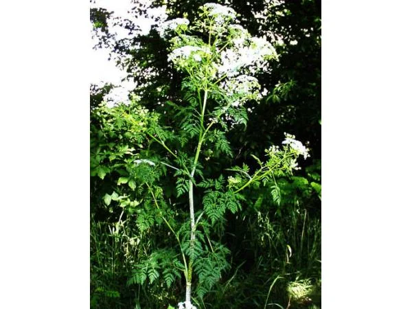 Боліголов настоянка 100мл 120 грн 1 л. 1000 грн - фото № 1