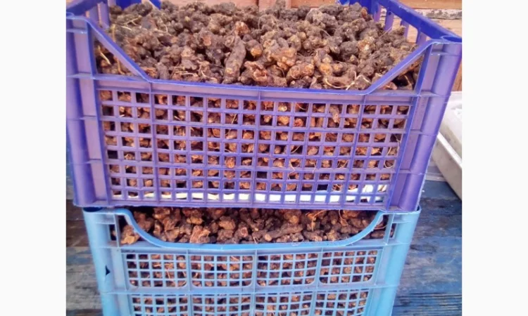 Калгана сухой 2024 100 грамм 70грн - фото № 1