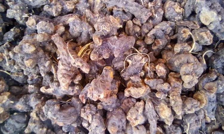 Калгана сухой 2024 100 грамм 70грн - фото № 2