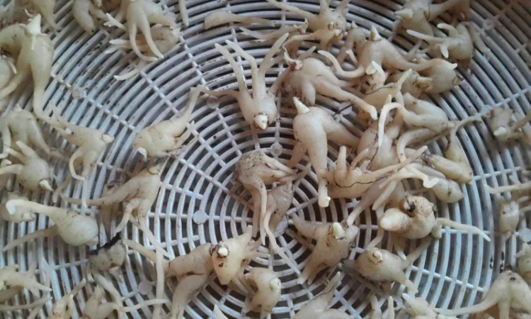 Зозулинець, ятришнік чоловічий 400 грн 50 грамм - фото № 1