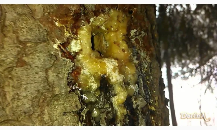 Продам живицу еловую сухую 100 грамм 70 грн - фото № 1