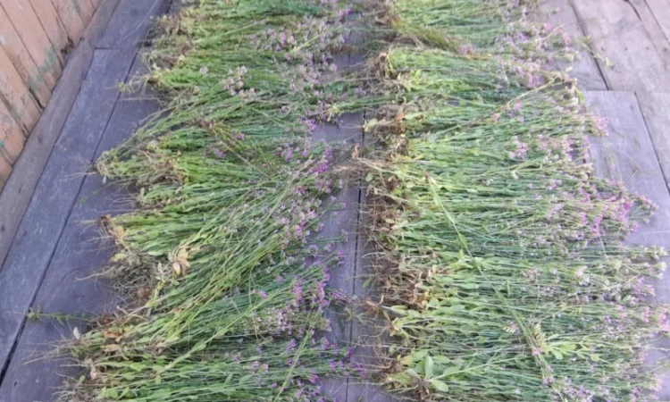 Золототисячник - фото № 1