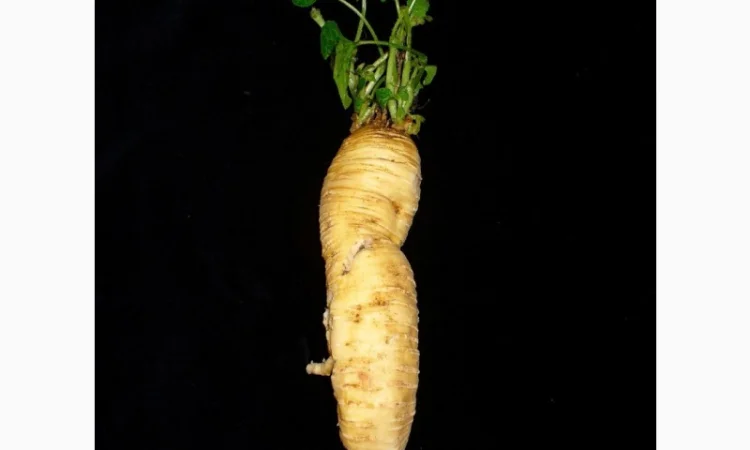 Переступінь корінь настоянка 100грн 200 грамм - фото № 2