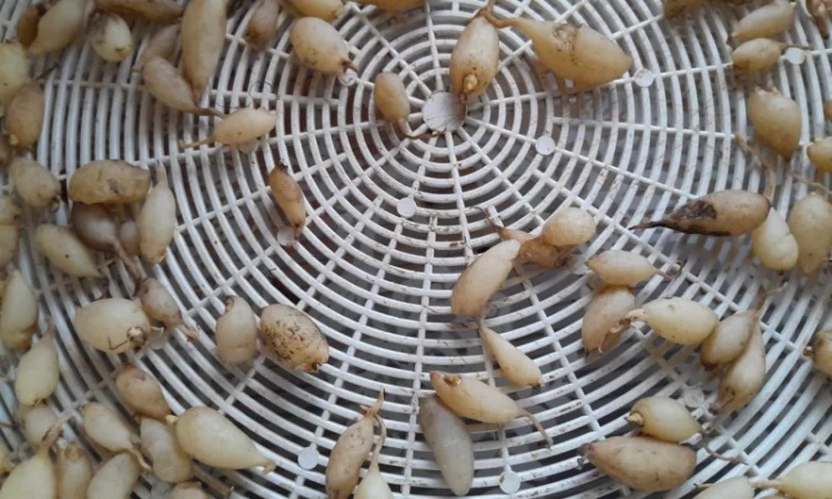 Зозулинецьлюбка двулиста 600 грн 50 грамм - фото № 1