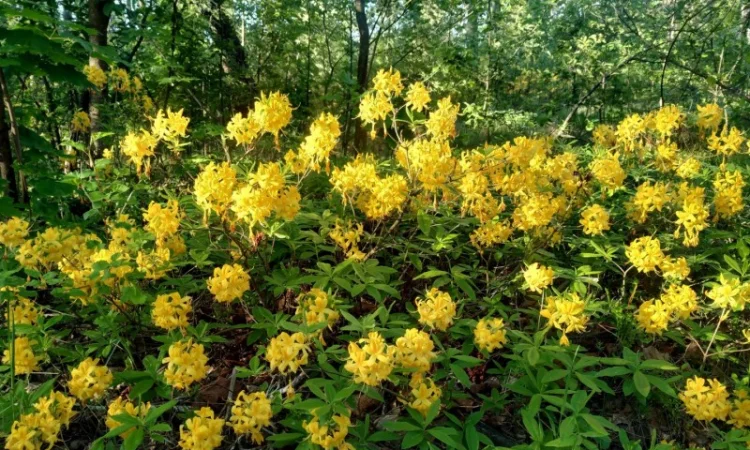 Рододедрон жовтий, Азалія цвіт, 400 грн 50 грамм - фото № 1