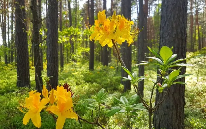 Рододедрон жовтий - фото № 1