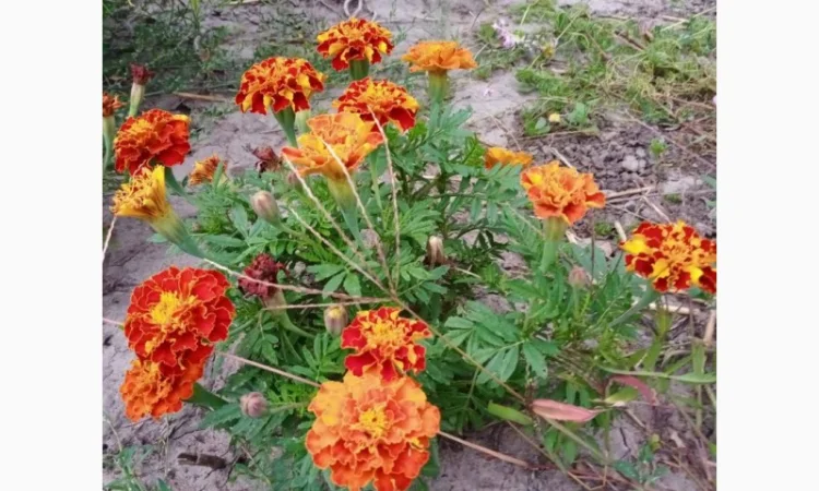 Продам квіти корзинки чорнобривців сухі - фото № 1