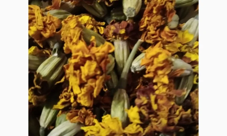 Продам квіти корзинки чорнобривців сухі - фото № 3