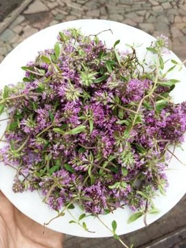 Продам Чебрець сушений ароматний - фото № 1