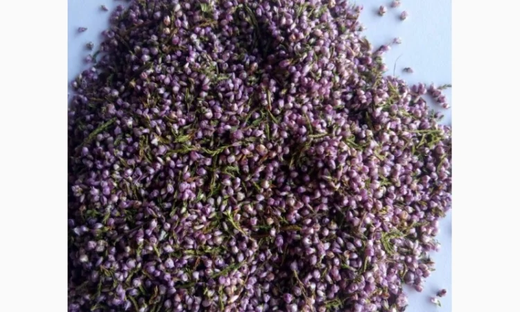 Куплю цвіт вересу - фото № 1