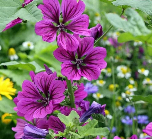 Куплю цвіт мальви мавританської - фото № 1