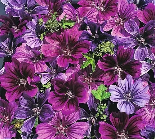 Куплю цвіт мальви мавританської - фото № 2