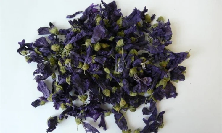 Куплю цвіт мальви мавританської - фото № 3