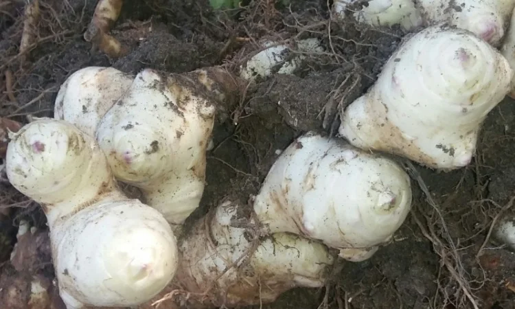 Продам топинамбур(земляная груша) - фото № 1