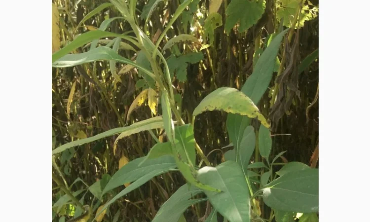 Продам топинамбур(земляная груша) - фото № 2