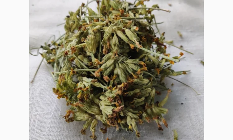 Первоцвет весенний 1 кг. Собран в Карпатах - фото № 1