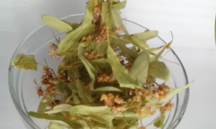 Липовый цвет продам цвіт липи - фото № 1