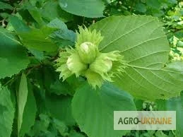 Листя ліщини у продажу - фото № 1