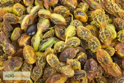 Софора японська – плоди в упаковці 100 грамів - фото № 1