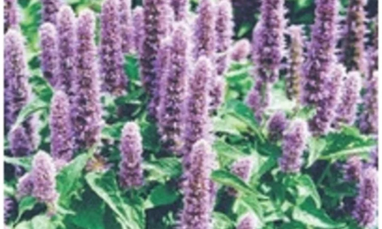 Купити лофант наісовий - фото № 1