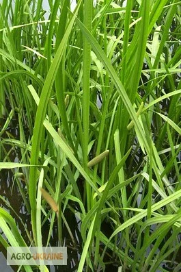 Аир корень Лепеха корінь - фото № 1