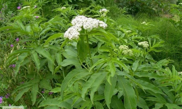 Бузина травянистая корень - фото № 1