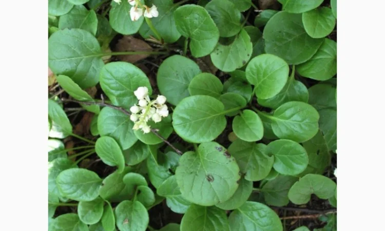 Грушанка трава - фото № 1