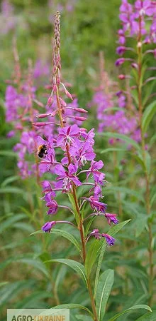 Кипрей трава купить - фото № 1