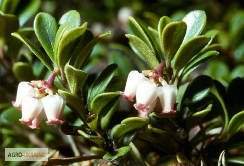 Толокнянка та мучниця - сухе листя в упаковці 100 грам - фото № 1