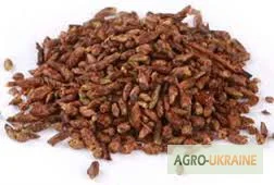 Береза - почки для здоровья и лечения - фото № 1