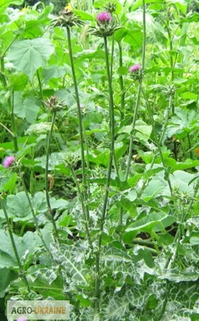 Розторопша насіння Расторопша плоды - фото № 1