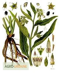 Корень живокоста – лечебное растение для здоровья - фото № 1