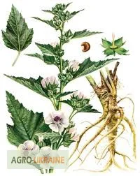 Алтей лекарственный корень - фото № 1