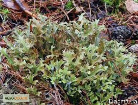 Исландский мох слоевища - фото № 1