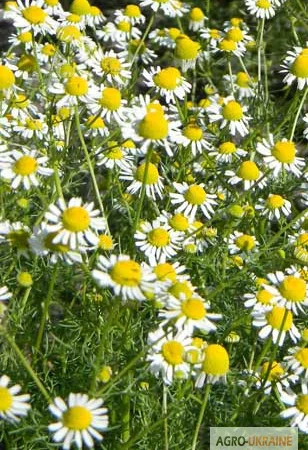 Ромашка аптечная цветок - фото № 1