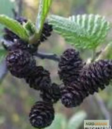 Ольха шишка Вільха шишка - фото № 1